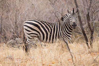 Zebra standing on field