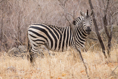 Zebra standing on field, looking at the camera, in the hwange national park in zimbabwe.
