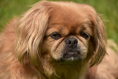 Close up look at the face of a fluffy ginger pekingese dog.