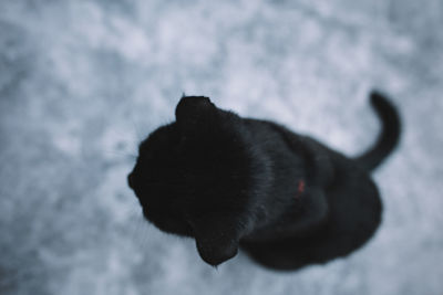 High angle view of cat sitting on snow covered land