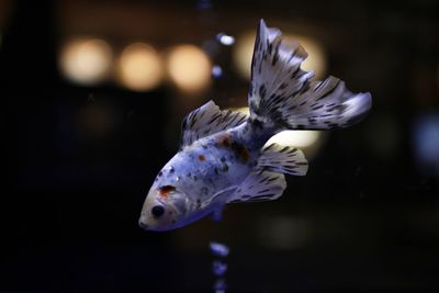 Close-up of fish swimming in aquarium