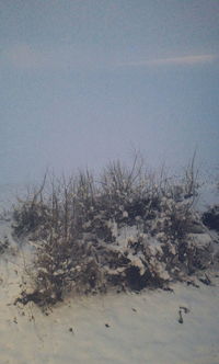 Close-up of plants against clear sky