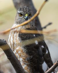 A cooper hawk looking for it's next meal from a tree