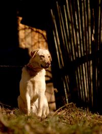 Dog looking away