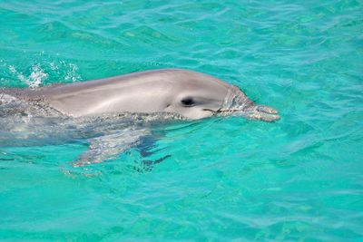 Dolphin in cristal clear water