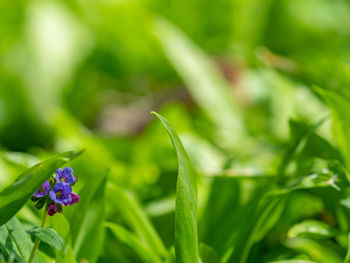 Gentle blossoms of lungwort flowers, pulmonaria officinalis hiden in fresh leaves of wild garlic.