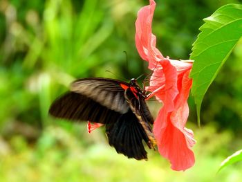 Close-up of butterfly pollinating on red flower