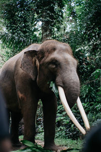 View of elephant in forest