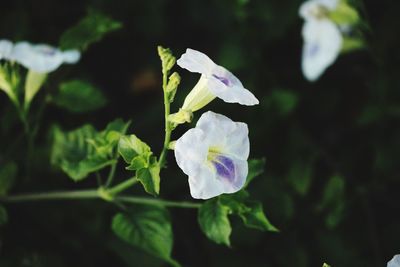 Close-up of flower blooming outdoors