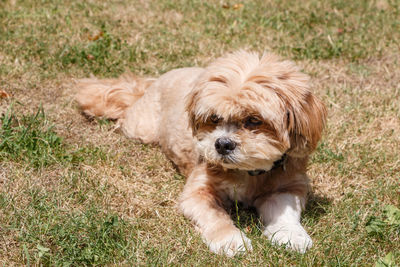 High angle view of puppy relaxing on field