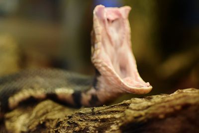 Close-up of plant against blurred background