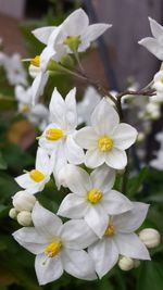 Close-up of white flowers
