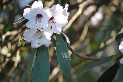 Close-up of white flower blooming on tree