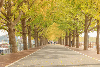 Road amidst trees in city