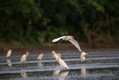 Birds flying over lake