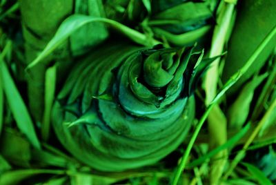Close-up of fresh green leaf