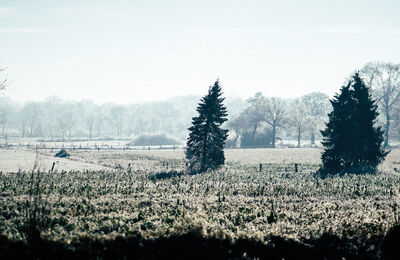 Scenic view of field against clear sky