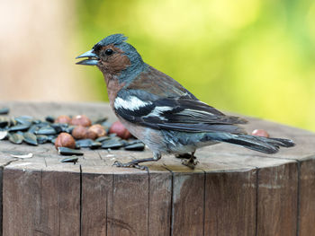 Close-up of bird perching on wood