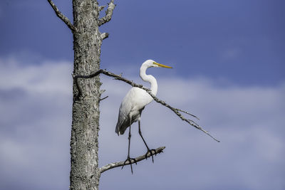 Low angle view of bird perching on tree against sky