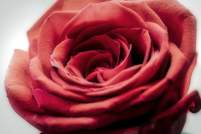 Close-up of rose bouquet