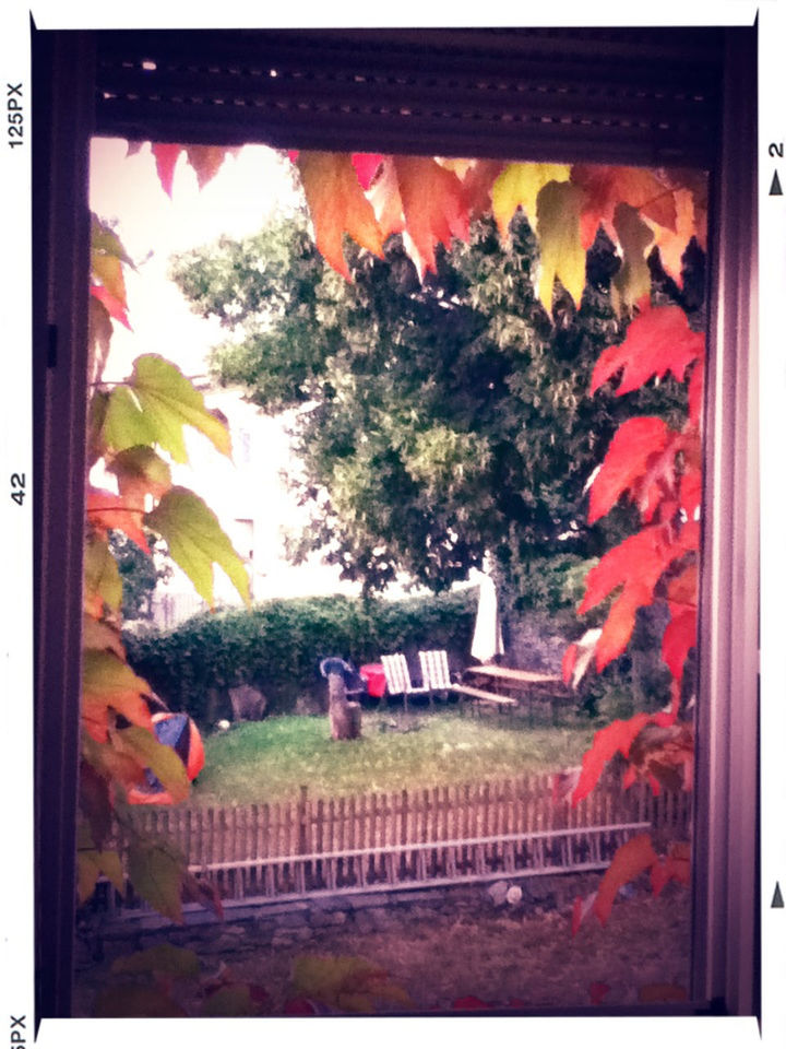 transfer print, auto post production filter, indoors, window, tree, built structure, architecture, house, building exterior, red, glass - material, plant, growth, day, flower, no people, transparent, frame, nature