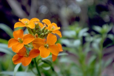 Close-up of yellow flowering plant