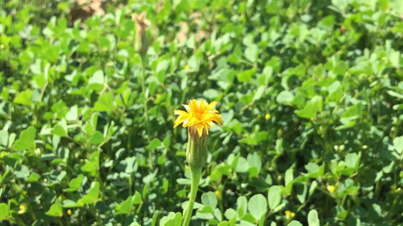 flower, petal, freshness, fragility, growth, flower head, yellow, beauty in nature, blooming, plant, focus on foreground, green color, nature, single flower, leaf, in bloom, close-up, stem, field, day