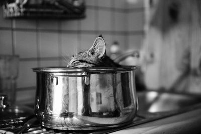 Cat in saucepan