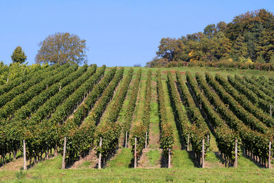 Scenic view of vineyard against sky