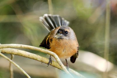 New zealand fantail bird in light forest.