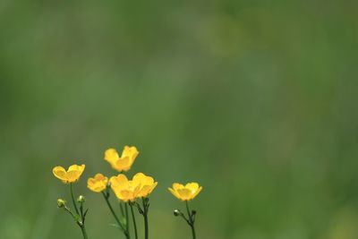 Close-up of yellow flowering plant on field