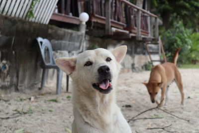 Portrait of a dog