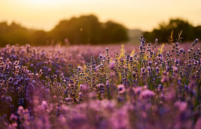 Purple flowering plants on field against sky during sunset