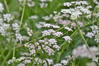 Close-up of white flowering plants on field