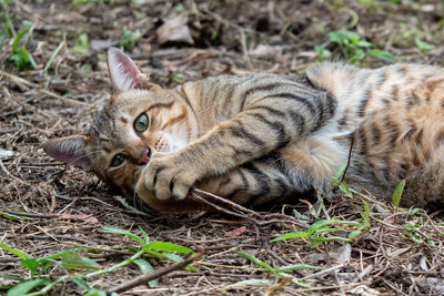 Portrait of a cat lying on field