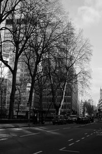 Road along bare trees