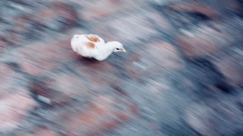 High angle view of a bird