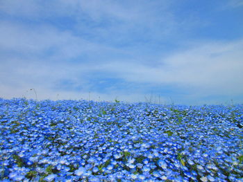 Close-up of fresh flowers in field against sky