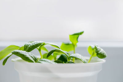 Close-up of potted plant against white background