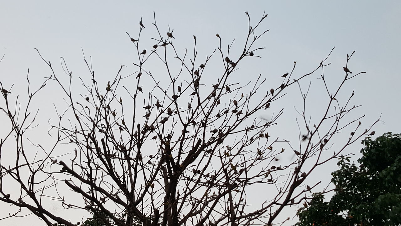 low angle view, branch, bare tree, tree, clear sky, silhouette, growth, nature, tranquility, sky, beauty in nature, outdoors, no people, day, dead plant, plant, bird, scenics, tranquil scene, twig