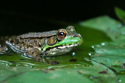 Close-up of frog in water