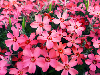 High angle view of pink flowering plants