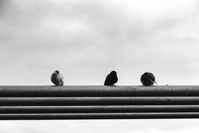Low angle view of birds perching on railing