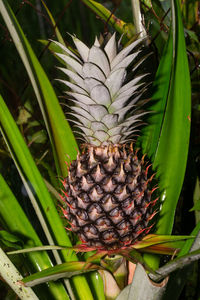 Close-up of fruits growing on plant at field