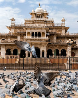 High angle view of pigeons in city