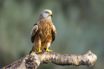 Close-up of kite perching on branch