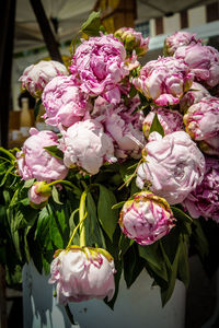 Close-up of pink rose flowers