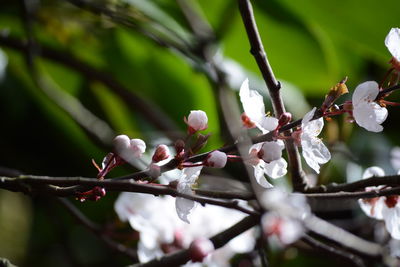 Close-up of fresh flowers on branch