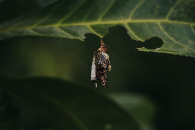 Close-up of insect on leaf