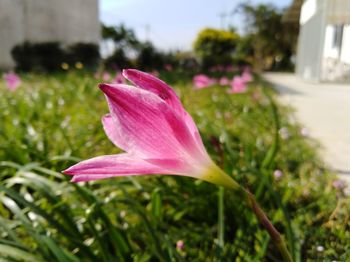 Close-up of pink day lily blooming outdoors